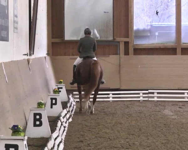 Reitturnier Großostheim 2016
