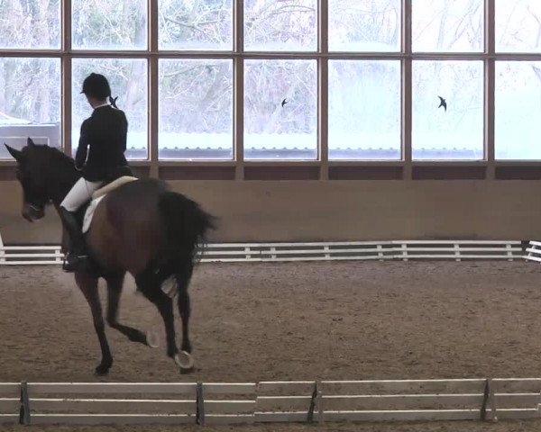 Reitturnier Großostheim 2016