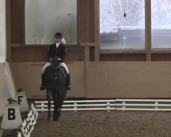Reitturnier Großostheim 2016