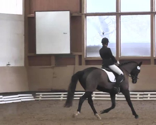 Reitturnier Großostheim 2016