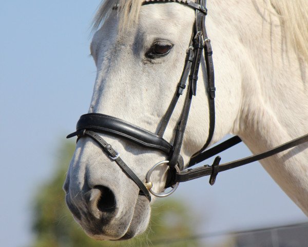 Pferd Lorando (Mecklenburger, 2003, von Loredo)