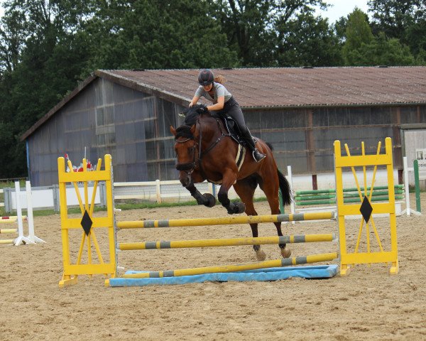 horse Carl der Große (Oldenburg show jumper, 2014, from Conthargos)