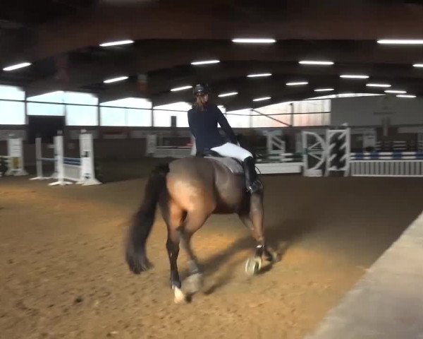 Reitturnier Lembeck 2016