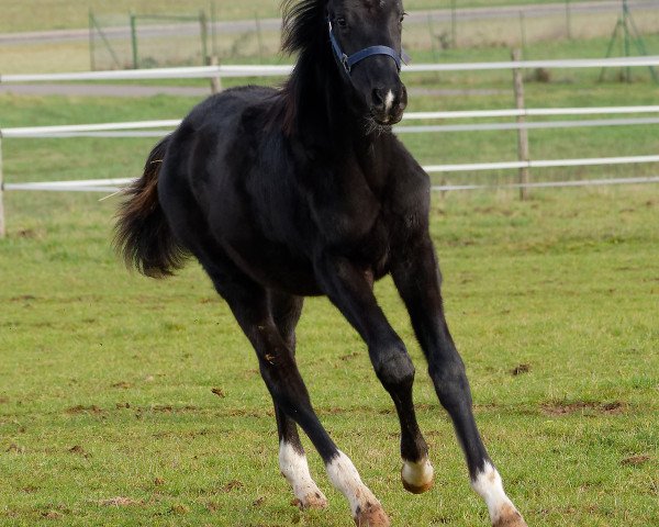 Pferd Sky Fall It (Deutsches Sportpferd, 2019, von Secret)