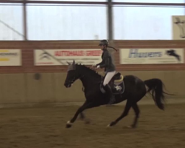 Reitturnier Lembeck 2016