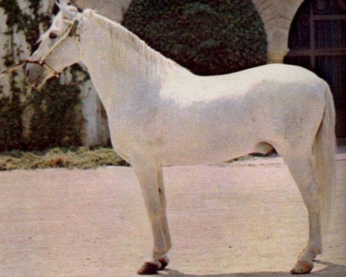 Deckhengst Ganadero III (Pura Raza Espanola (PRE), 1955, von Descarado II)