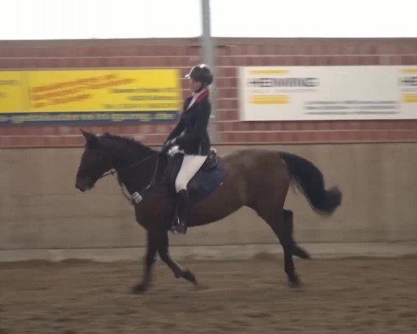 Reitturnier Lembeck 2016
