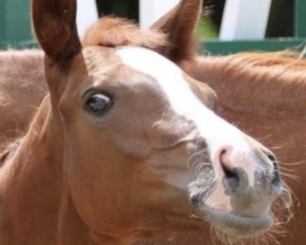 Pferd Valeo Grande (Trakehner, 2019, von High Motion 2) Pferd Valeo Grande (Trakehner, 2019, von High Motion 2)