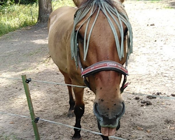 horse Nikaragua (unknown, 2009)