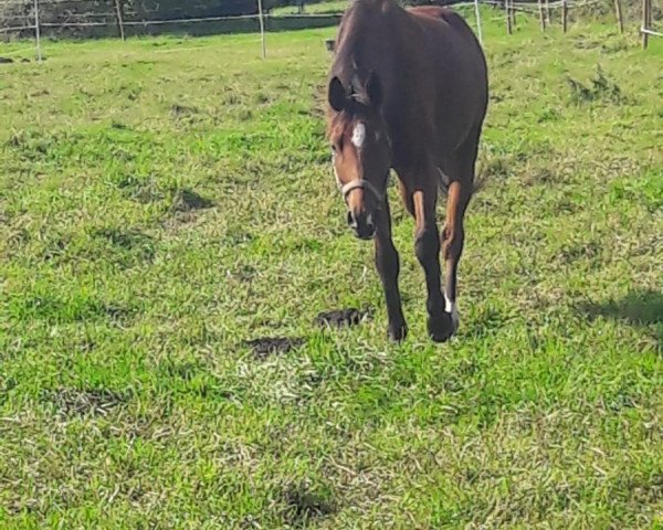 Pferd Rabauke (Trakehner, 2015, von Osharin's Peron)