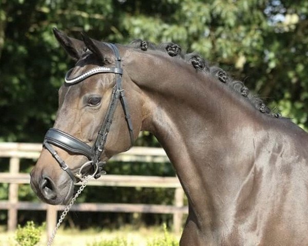 Dressurpferd Chin Chin G (Oldenburger, 2007, von Carry Gold)