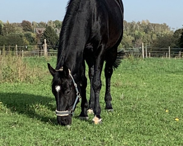 Pferd Don Delino H (Hannoveraner, 2016, von De Niro)