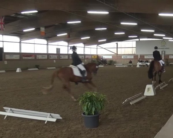 Reitturnier Lembeck 2016