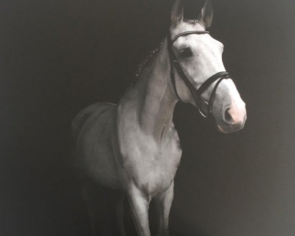 jumper El Cid B (Westphalian, 2009, from Externstein)
