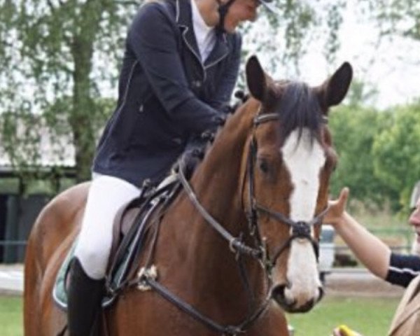 Springpferd Barbel 57 (Hannoveraner, 2012, von Balou du Rouet)