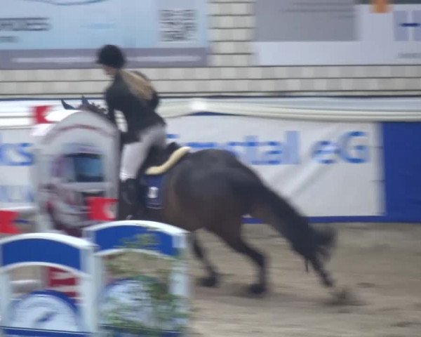 Spring-Pferde-Festival Lathen 2016