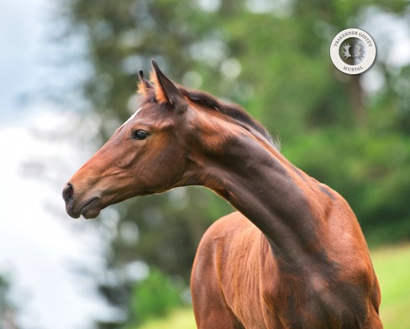 horse Kaiserjäger (Trakehner, 2020, from Imhotep)