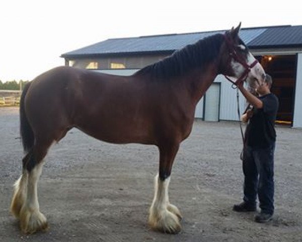 Zuchtstute Calico Greta's Cut (Clydesdale, 2009, von Gregg's Premier Cut)