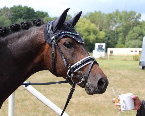dressage horse Kentucky 111 (German Riding Pony, 2009, from Kennedy WE)