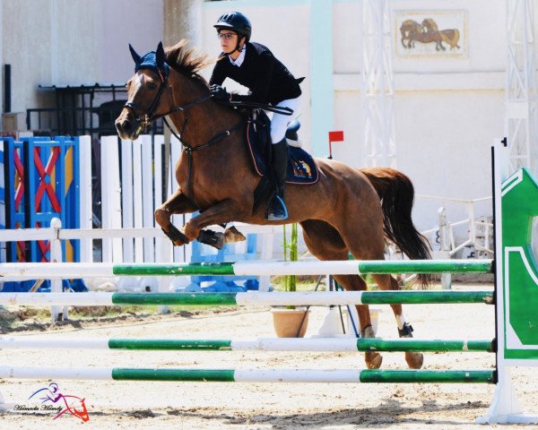 jumper Golden Girl (KWPN (Royal Dutch Sporthorse), 2011, from Boss)