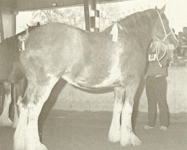 Zuchtstute Cooper's Lorna Doone (Clydesdale, 1981, von Doura Excelsior)