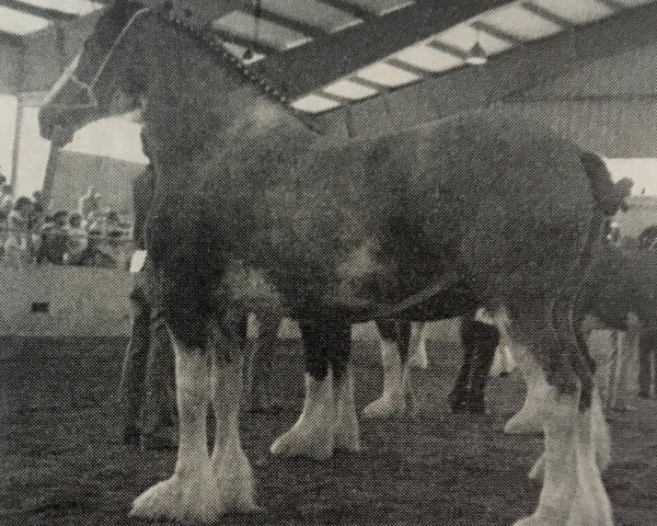 broodmare Donna's Perfect Lady (Clydesdale, 1976, from Pioneer Final Command)