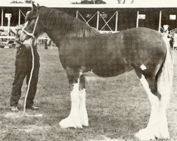 broodmare Doura Queen of the Roses (Clydesdale, 1974, from Doura Excelsior) broodmare Doura Queen of the Roses (Clydesdale, 1974, from Doura Excelsior)