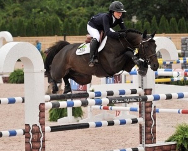Pferd Starnato (Hannoveraner, 2004, von Stakkato)