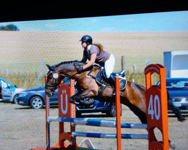 Springpferd Dasty 74 (unbekannt, 2006)