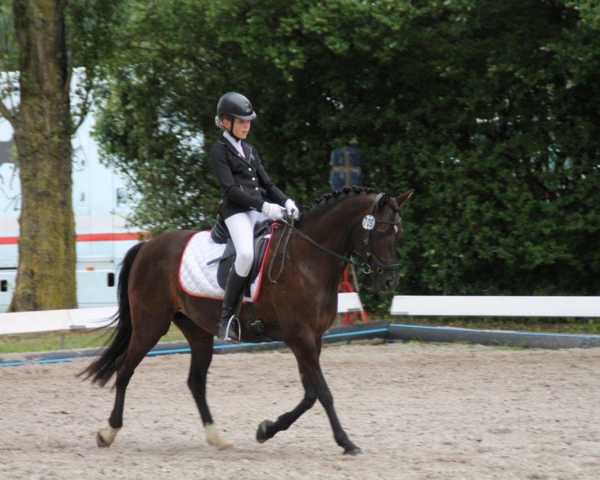 Caballo de Doma Vanessa 219 (Poni de Monta Alemán, 2000, de Valido)