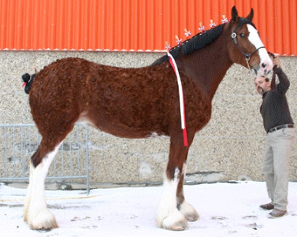 Zuchtstute Calico Aleah Alexandria (Clydesdale, 2003, von Green Leaf Reflection)