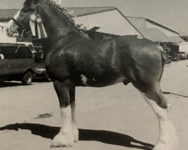 Deckhengst Cal-Eden Major Dundee (Clydesdale, 2000, von Doura Major)