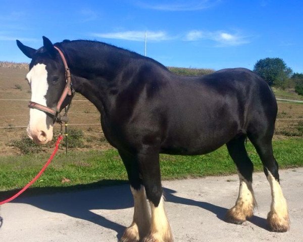 broodmare Cactus Hills Sapphire (Clydesdale, 2002, from Ayton Black Prince)