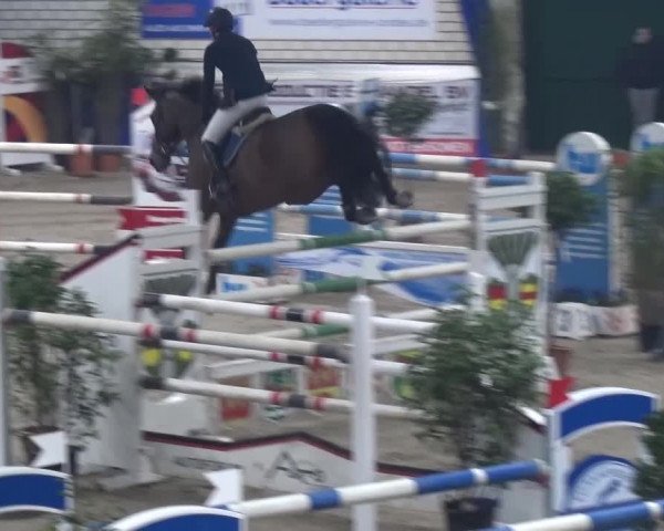 Spring-Pferde-Festival Lathen 2016