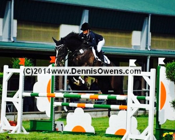 jumper Now forever (Hanoverian, 2004, from Now Or Never M)