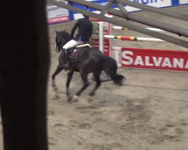 Spring-Pferde-Festival Lathen 2016