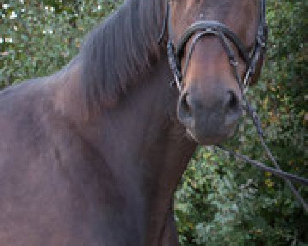 dressage horse Hugo d' Hochadel (Hanoverian, 2006, from Hochadel)