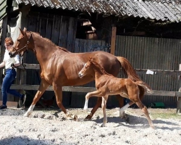 horse Veltens Vitalis (Hanoverian, 2019, from Vitalis)
