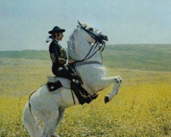 stallion Vendaval (Pura Raza Espanola (PRE), 1967, from Bilbaino III)