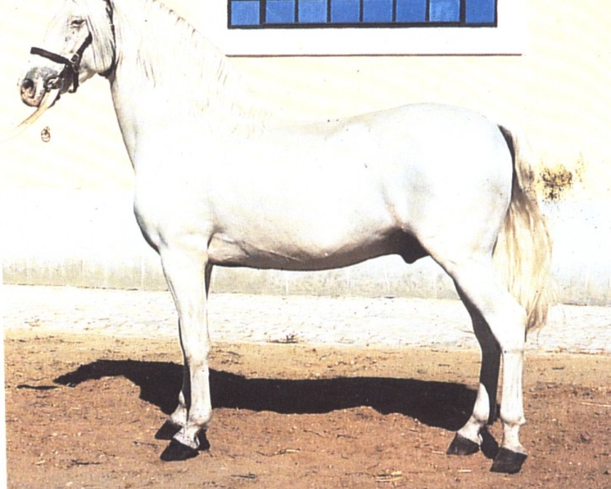Deckhengst Innato (Pura Raza Espanola (PRE), 1962, von Africano X)