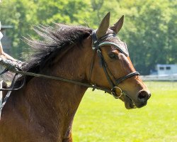 Springpferd Vamaris Carinho CH (Schweizer Warmblut, 2008, von Conteur)