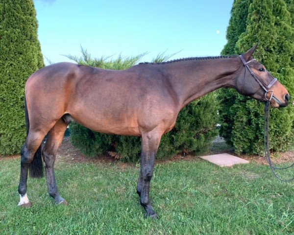 horse Chakari (Holsteiner, 2015, from Chaman)
