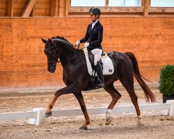 dressage horse Del Curto (Hanoverian, 2013, from Dimaggio)