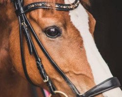 dressage horse Spirit 248 (German Riding Pony, 2003, from Zitnas Senator)