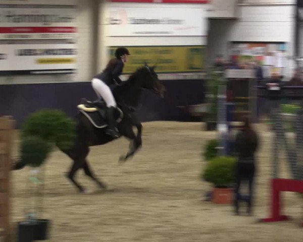 Reitturnier Borken 2016