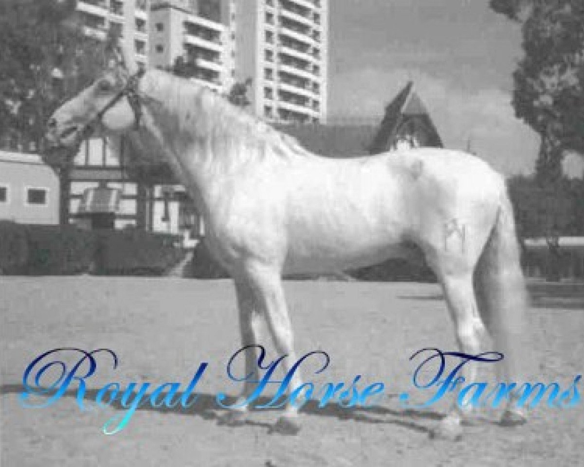 Deckhengst Hispano IV (Pura Raza Espanola (PRE), 1968, von Hosco III)