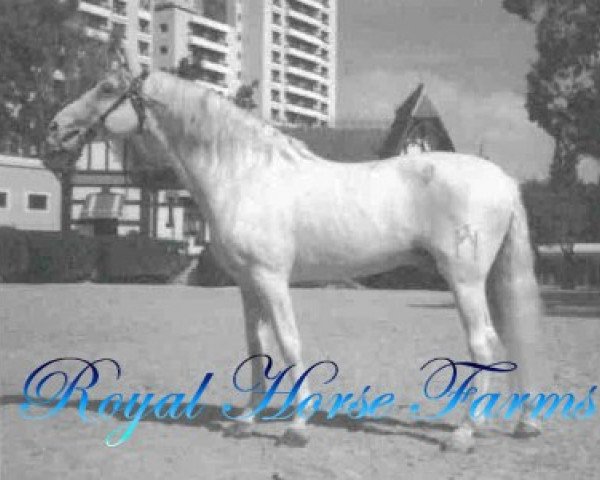 stallion Hispano IV (Pura Raza Espanola (PRE), 1968, from Hosco III) stallion Hispano IV (Pura Raza Espanola (PRE), 1968, from Hosco III)