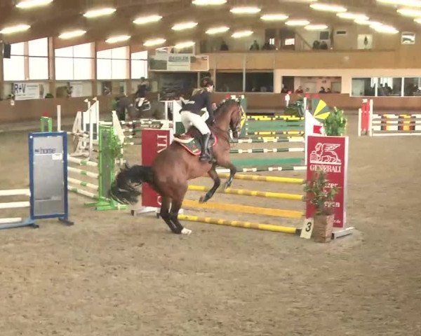 Reitturnier Dettingen 2016