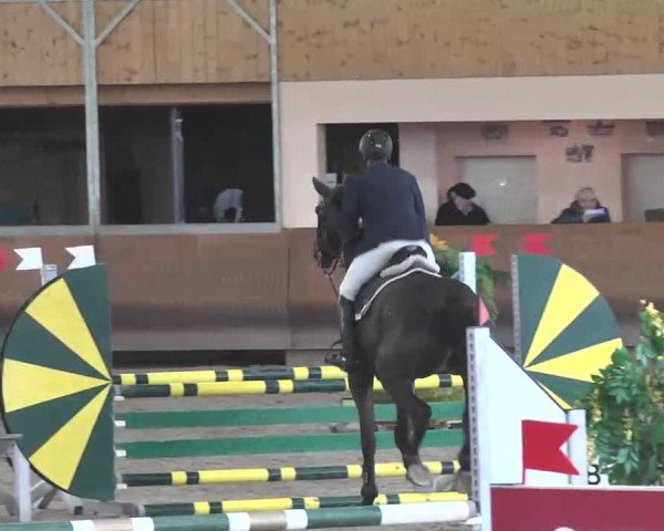 Reitturnier Dettingen 2016
