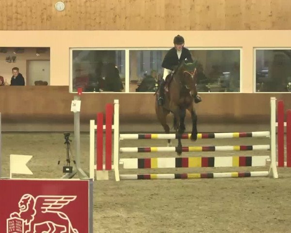 Reitturnier Dettingen 2016